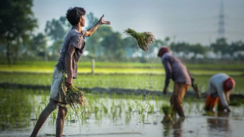 Berikut Mekanisme Pengenaan PPN pada Barang Hasil Pertanian Tertentu